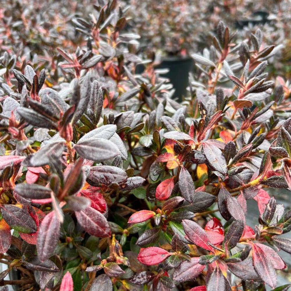 Amazon.com : Azalea Renee Michelle, 3 Gallon, Mid-Sized Evergreen